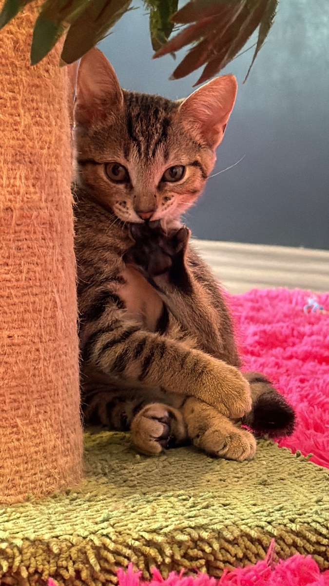 Cat Cafe Maui