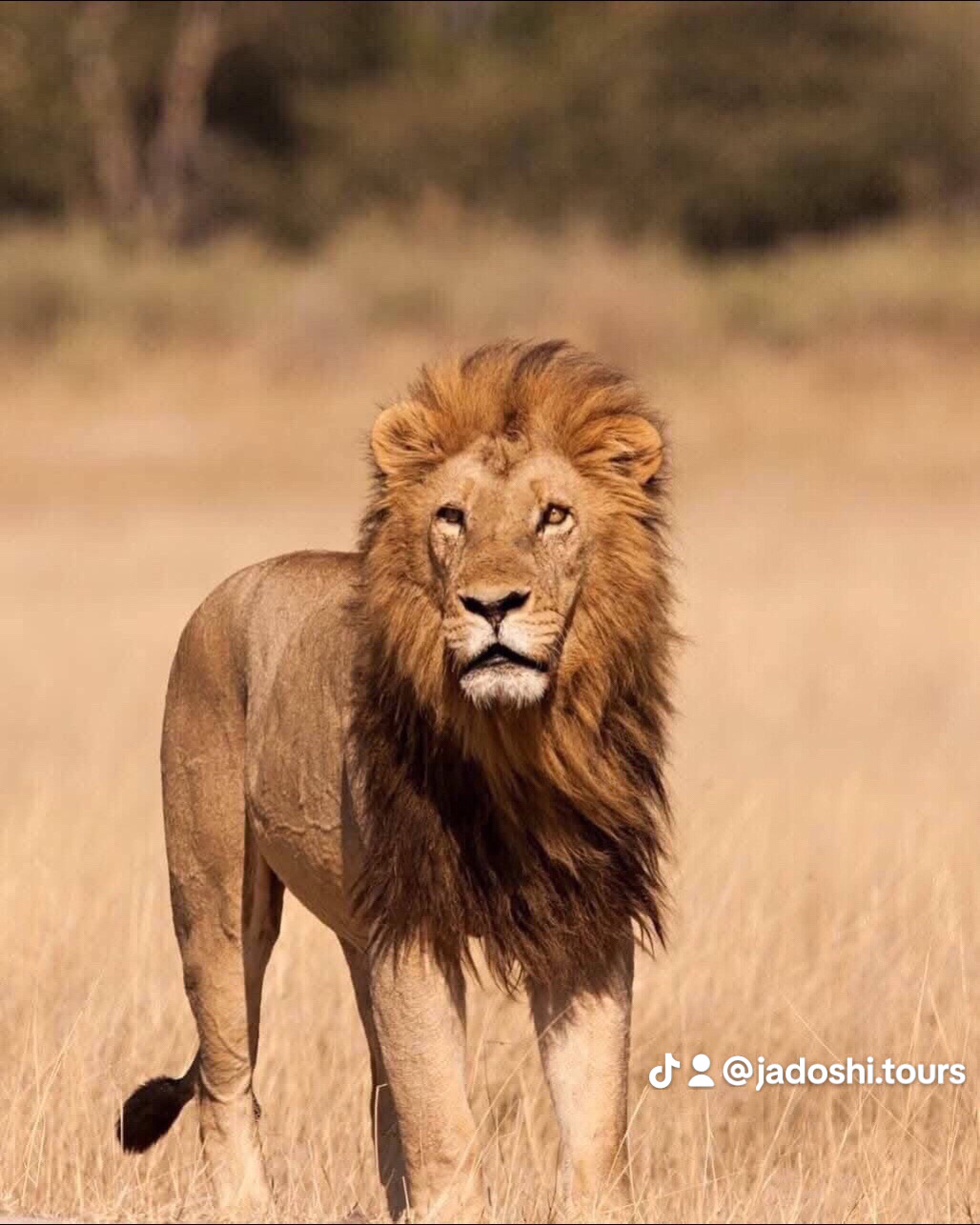 Jadoshi tours and safaris