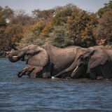 Zambezi Boat Cruise