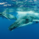 MOOREA EXPEDITION