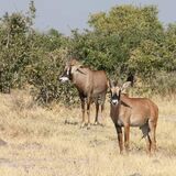 Okavango Experience