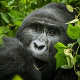 Jazz Africa Adventures