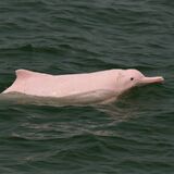 Hong Kong Dolphinwatch