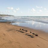 Muriwai Beach Horse Treks