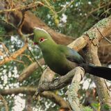 Explore Eden (Birding)