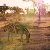 Moremi Game Reserve