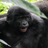 Gorilla Consultants Limited