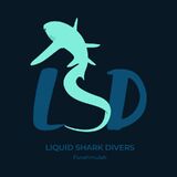 Liquid Shark Divers