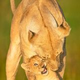 Let's Go Wild