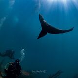 Just Africa Scuba