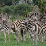 Moremi Game Reserve Day Trip