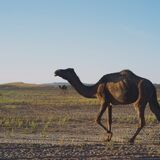 Eco Moroocco Travel