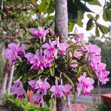 Finca Tungasuk
