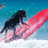 BlackDog Surfing