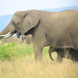 Muyaayu wild adventure safaris