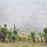 Armaye Ethiopia Tours