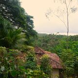 Spirit Vine Ayahuasca Retreats