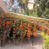 Garden Villa, Vanasthalipuram