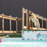 Piscine Canine Trois-Rivières