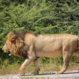 Luxury Full‑Day Chobe Safari