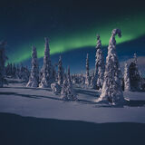 Northern Lights Taiga Oy