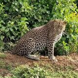 Zanazi Safaris