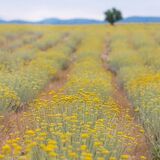 Immortelle Farm Island of Krk