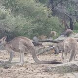 Walkabout Wildlife Sanctuary