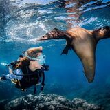 BUCEO CAREY