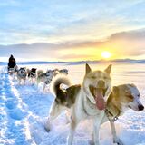 Dogsledding Iceland