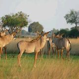 Kamunu Mobile Safaris