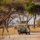 Joyful Safaris and Tours