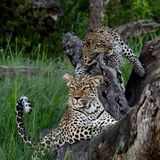 Central Kalahari Game Reserve