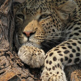 Akost Safaris