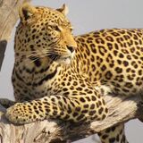 Travel Abroad - Botswana