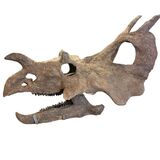Fossil Shack