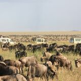 obosafaris