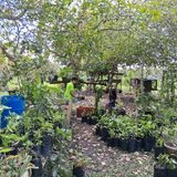 Mama Tina's Medicinal RV Camps