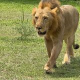 Safaris in Tanzania