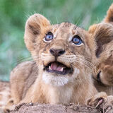 Secrets VIP Safaris