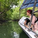 Mangrove Boat & Fun Kayak Tour