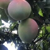SSI AGRIC FARMS LIMITED