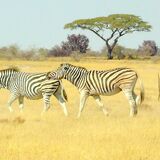 Sense of Nature Safaris
