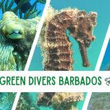 Green Divers Barbados
