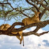 Edge Crest Tours