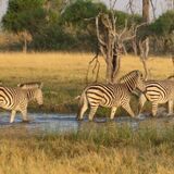 11-Day Wildlife Trekking