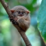 Vall North Sulawesi Explore