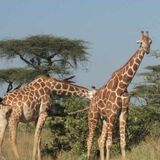 Nairobi Magical Tours
