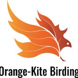 Orange-Kite Birding