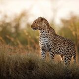 Verdanti Africa
